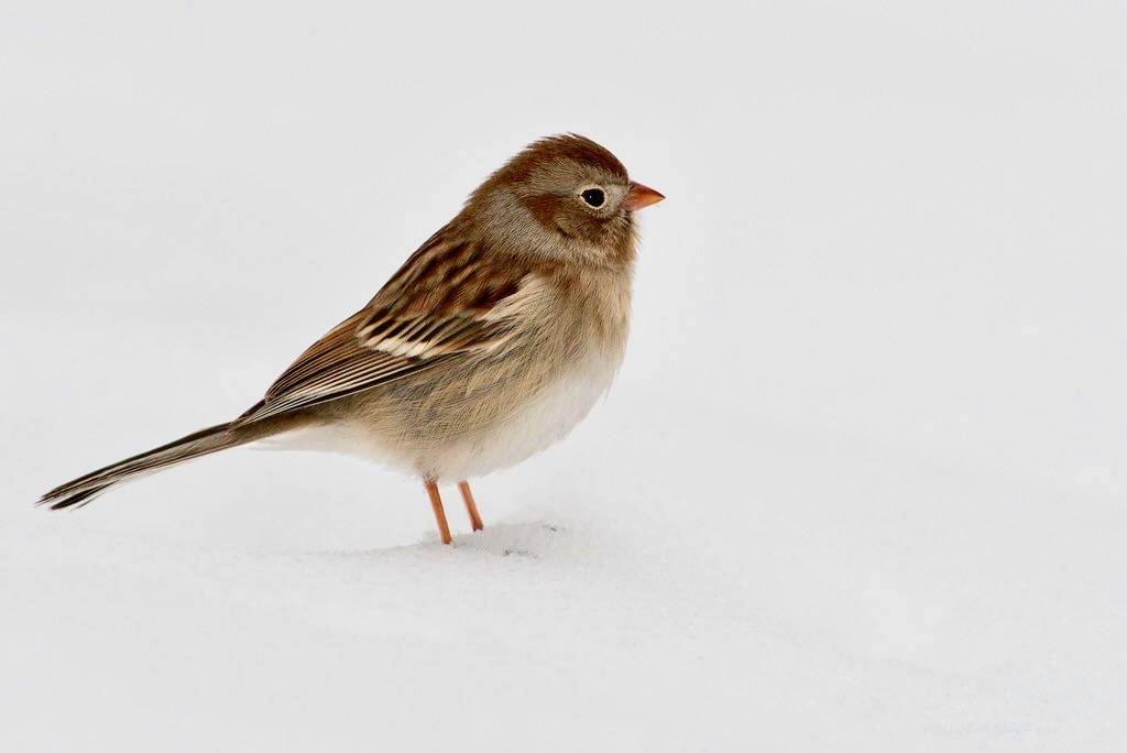 Field Sparrow by Kelly Colgan Azar is licensed under CC BY-ND 2.0.